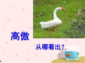 白鹅讲课视频,深入浅出解析教育新趋势