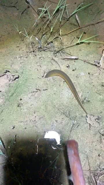 捕黄鳝的视频,揭秘水下捕捞技巧与乐趣