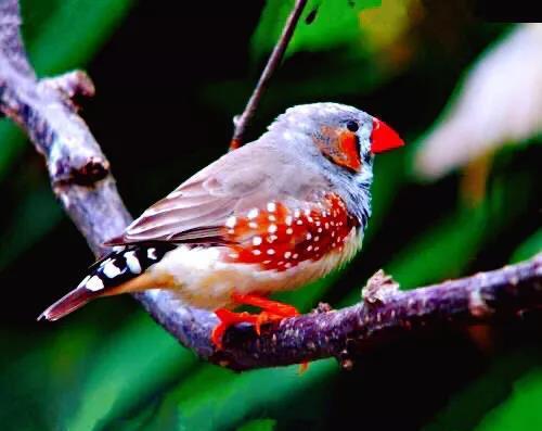 长尾雀叫声视频,揭秘自然界的和谐乐章