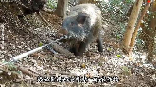猎野猪视频,勇敢猎手与野性巨兽的生死较量