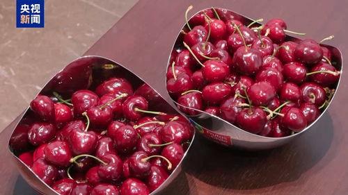 车厘子视频,探寻美味背后的种植奥秘