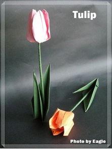 折纸郁金香视频,跟随折纸郁金香视频，领略艺术与自然的完美融合