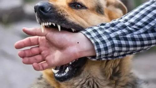 怎么下套抓狗视频