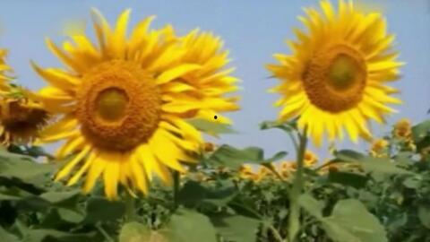 向日葵转头视频,揭秘向日葵转头之谜