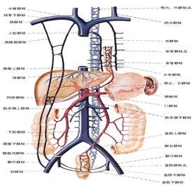 脉管系统视频,揭秘人体血液循环的奥秘